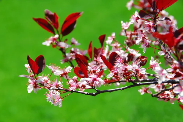 Bloomig cseresznye fa — Stock Fotó