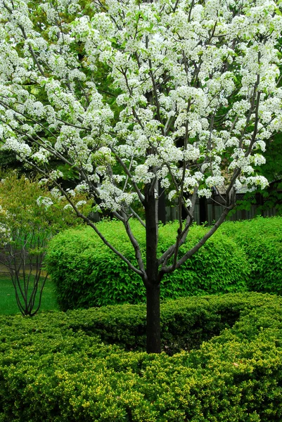 Kwitnące drzewa — Zdjęcie stockowe