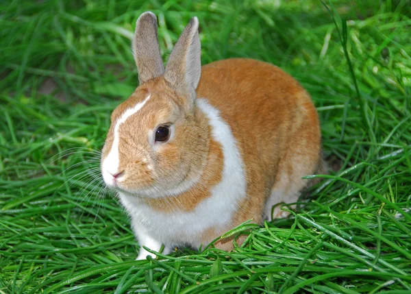 Bunny tavşan — Stok fotoğraf