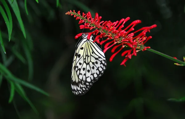 Farfalla di carta di riso — Foto Stock