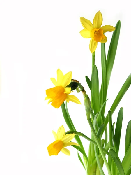 Daffodils σε λευκό — Φωτογραφία Αρχείου