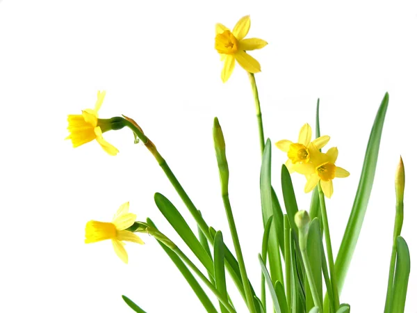 Daffodils em Branco — Fotografia de Stock