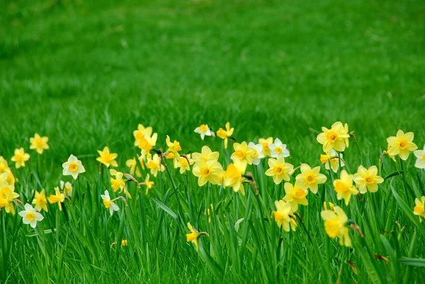 Daffodils e grama — Fotografia de Stock