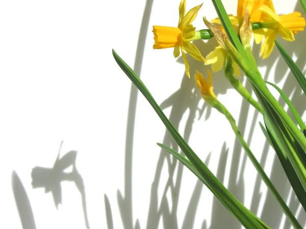 水仙花和阴影 — 图库照片