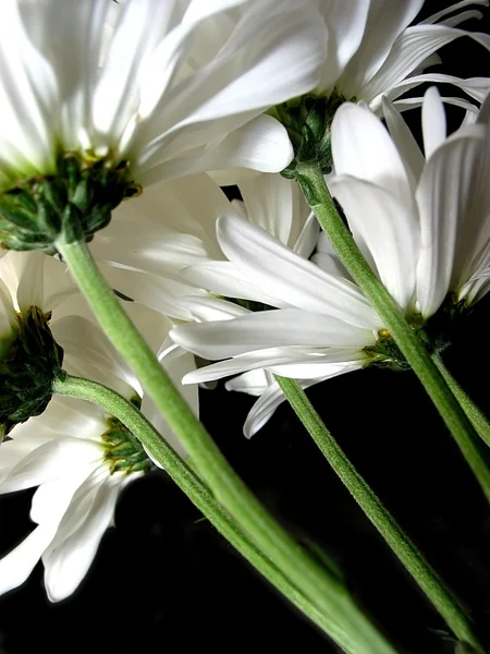 黑色背景的白色雏菊 — 图库照片