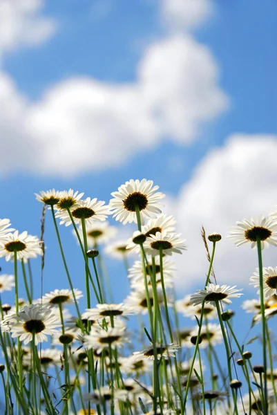 青い空と daises — ストック写真