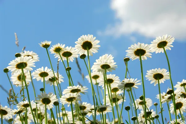 푸른 하늘 가진 daises — 스톡 사진