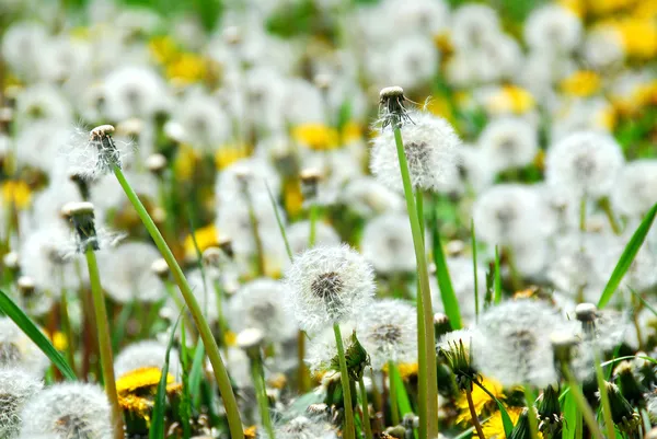 Dandelions tohumlama — Stok fotoğraf
