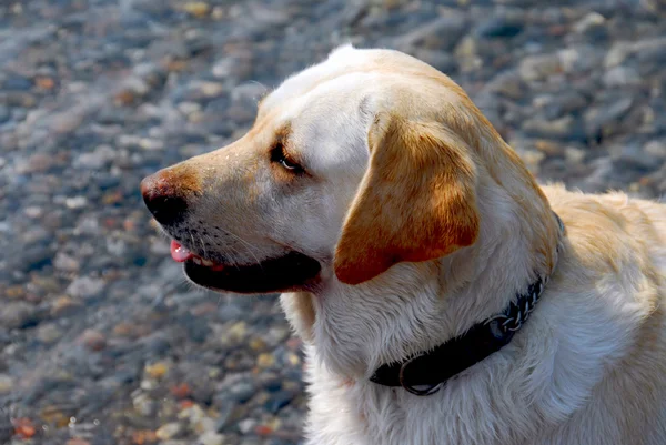 Gele lab hond — Stockfoto