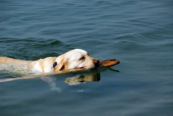 Pes, plavání — Stock fotografie