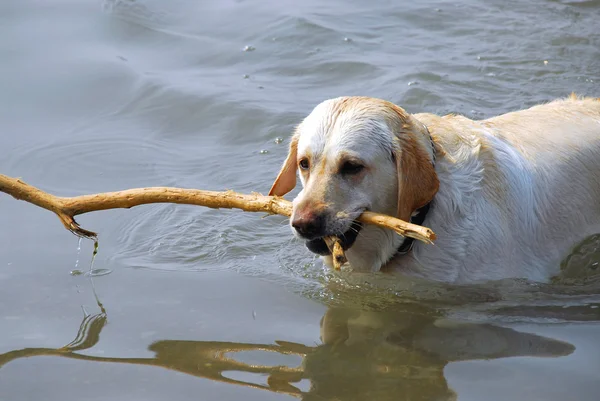 Hond zwemmen — Stockfoto