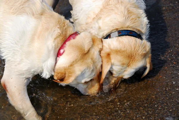 Due cani giocano — Foto Stock
