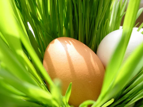 Húsvéti tojás fűben — Stock Fotó
