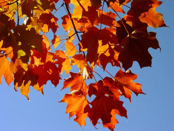 Осенние листья и небо — стоковое фото