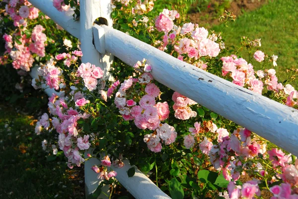 Recinzione rose rosa — Foto Stock