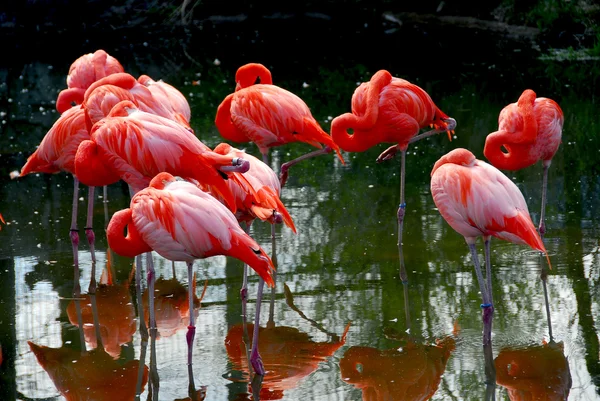 Flamingoes — Stock fotografie