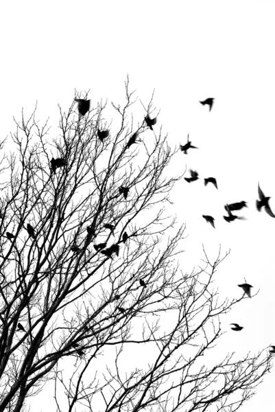 Flying birds — Stock Photo, Image