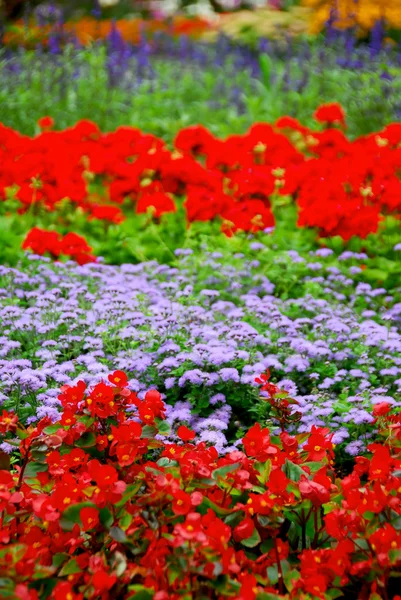 Blommande trädgård — Stockfoto