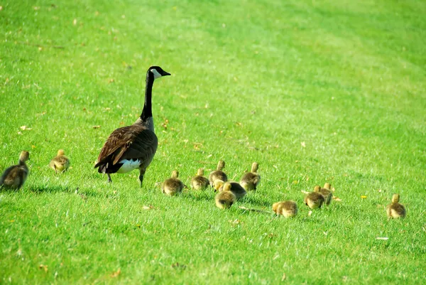 Mother goose — Stock Photo, Image