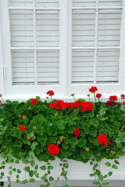 Geraniums op venster — Stockfoto