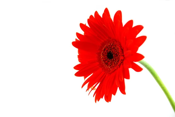 Червона квітка гербери — стокове фото