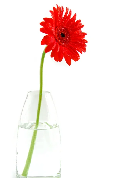 꽃병에 빨간 거 베라 — 스톡 사진
