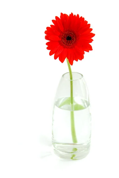 Red gerbera in a vase — Stock Photo, Image