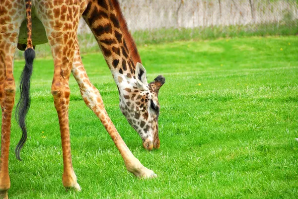 Zürafa — Stok fotoğraf