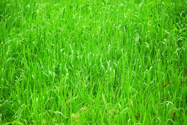 Зеленая трава — стоковое фото