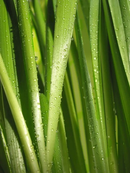 Zielona trawa makro — Zdjęcie stockowe