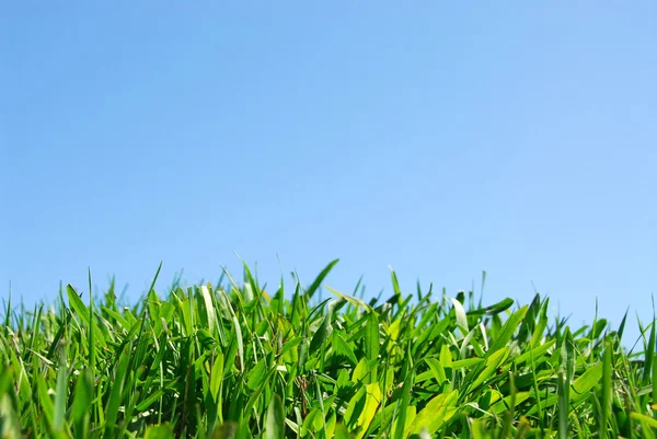 Grass and sky — Stock Photo, Image