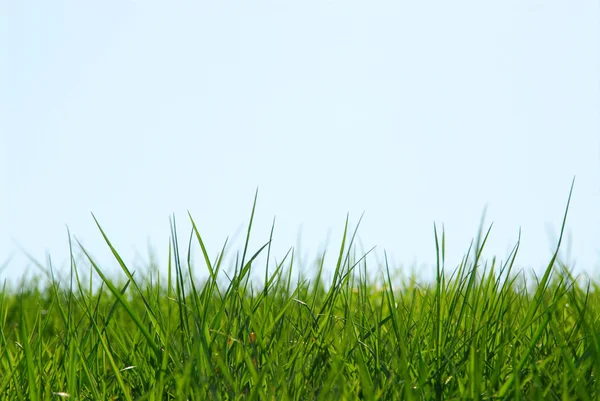 草空の背景 — ストック写真