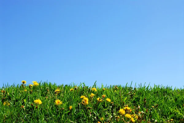 잔디와 하늘 배경 — 스톡 사진