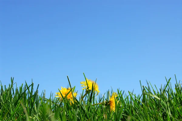 Gras en hemel achtergrond — Stockfoto
