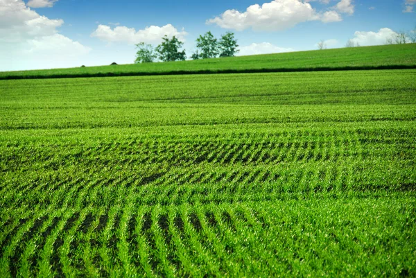 Groene boerderij veld — Stockfoto