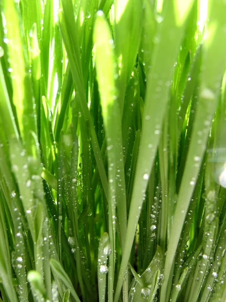 Grama verde macro — Fotografia de Stock