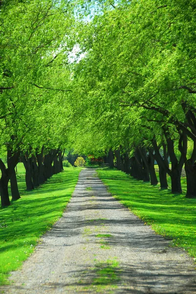 Trilha de árvore verde — Fotografia de Stock