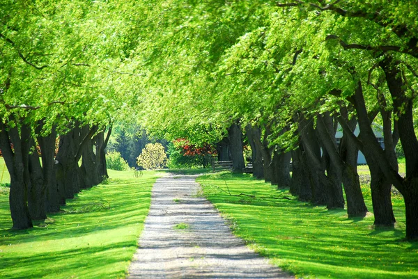 Zelený strom lane — Stock fotografie