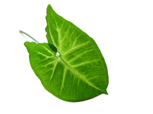 Groene blad over Wit — Stockfoto