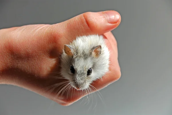 Mão criança hamster — Fotografia de Stock