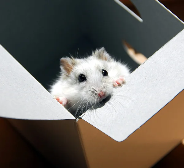 Hamster într-o cutie — Fotografie, imagine de stoc