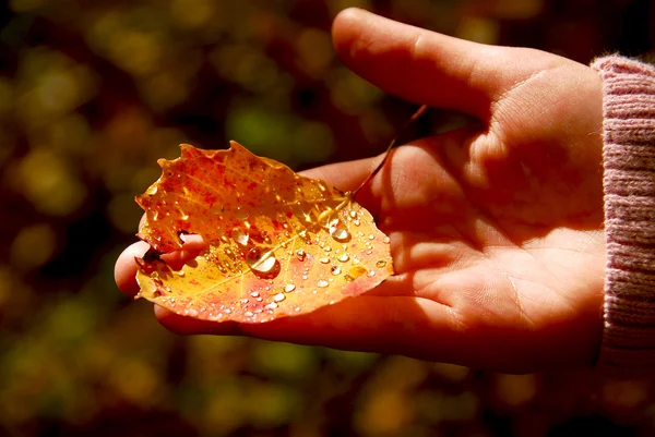 Hand faller löv — Stockfoto