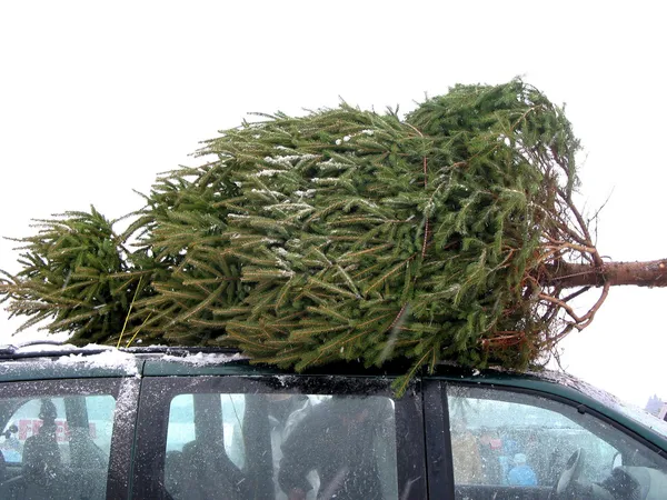 Huge Christmas tree — Stock Photo, Image