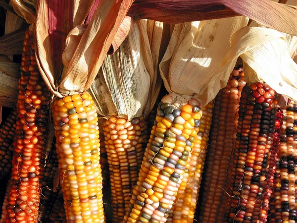 Indian corn — Zdjęcie stockowe