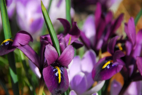 Jarní irisy — Stock fotografie
