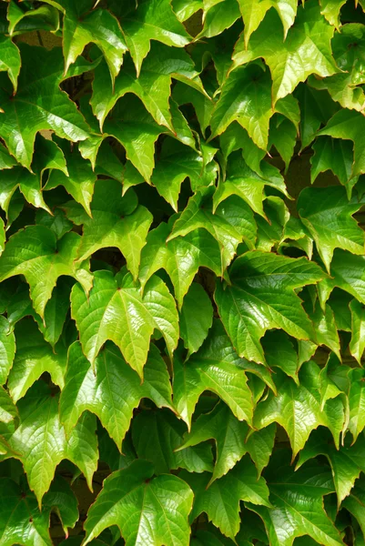 Gröna ivy — Stockfoto