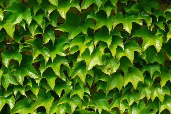 Břečťan zelený pozadí — Stock fotografie