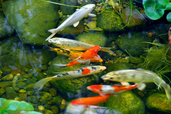 Koi fish — Stock Photo, Image