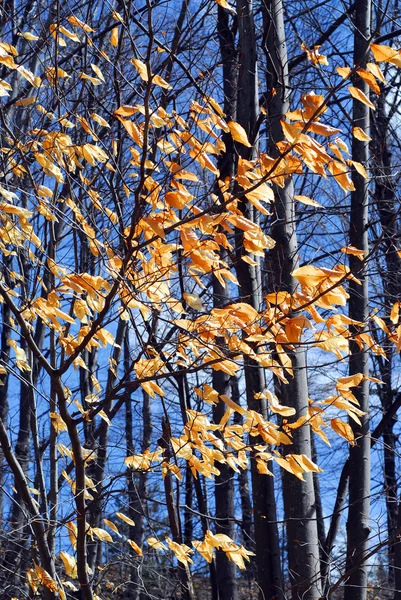 Późnej jesieni — Zdjęcie stockowe