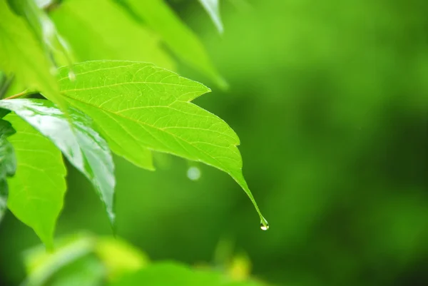 Zelená listová déšť — Stock fotografie